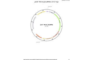 Author Map