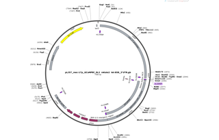 Author Map