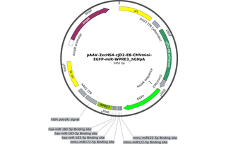 Author Map