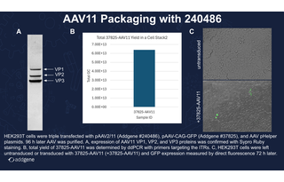 AAV Packaging Data