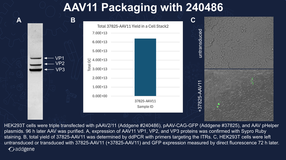 AAV Packaging Data