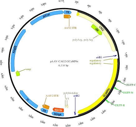 Author Map