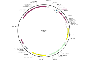 Author Map