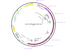 Author Map