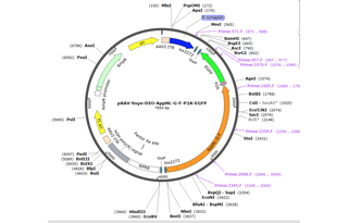 Author Map