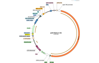 Author Map
