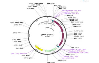 Author Map