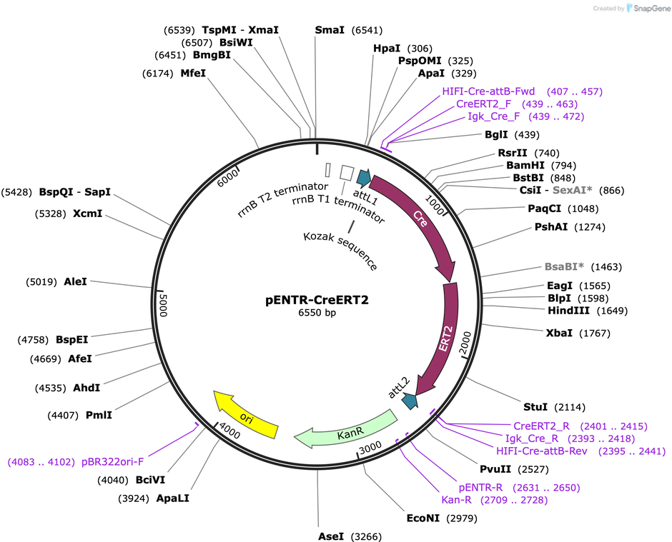 Author Map