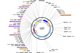 Author Map