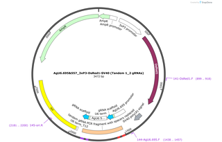 Author Map
