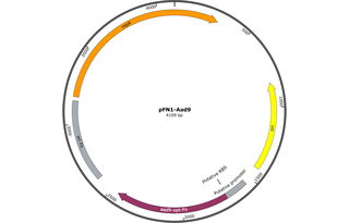 Author Map
