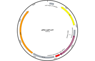 Author Map