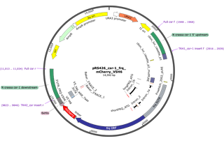 Author Map