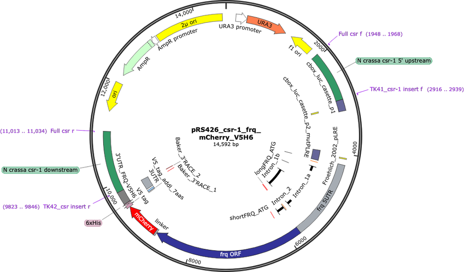 Author Map