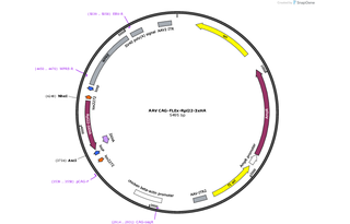 Author Map