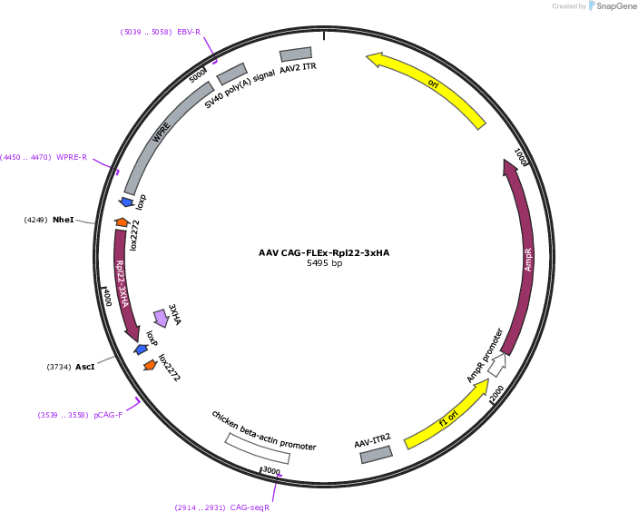 Author Map