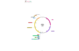 Author Map