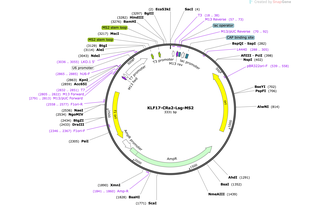 Author Map