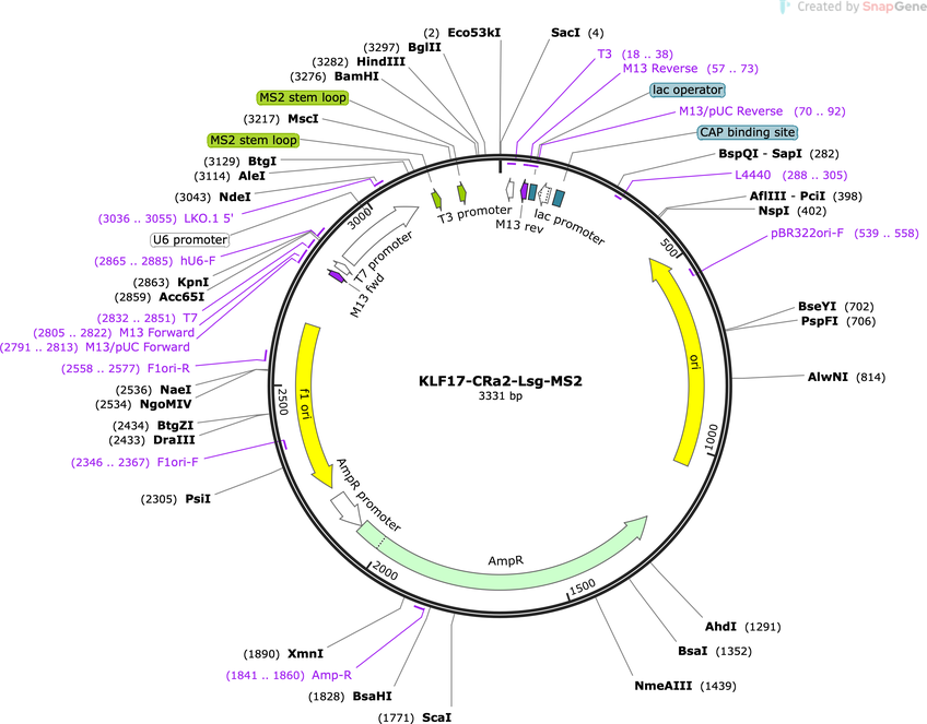 Author Map