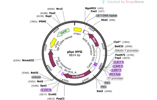 Author Map