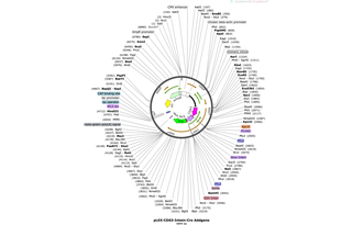 Author Map