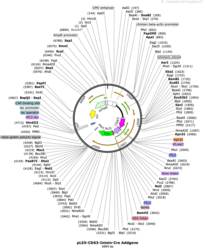 Author Map
