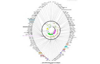 Author Map