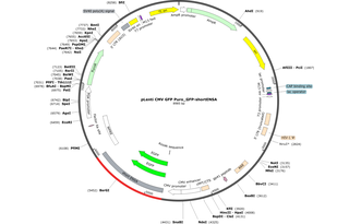 pLenti CMV GFP Puro_GFP-shortENSA Map