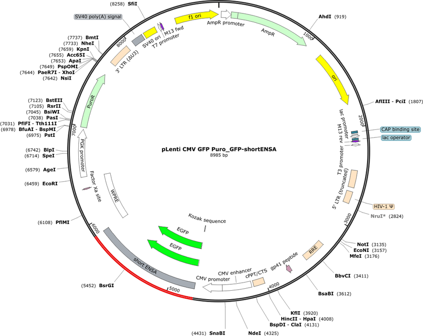 pLenti CMV GFP Puro_GFP-shortENSA Map