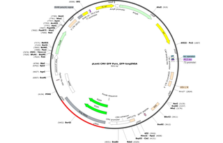 pLenti CMV GFP Puro_GFP-longENSA Map