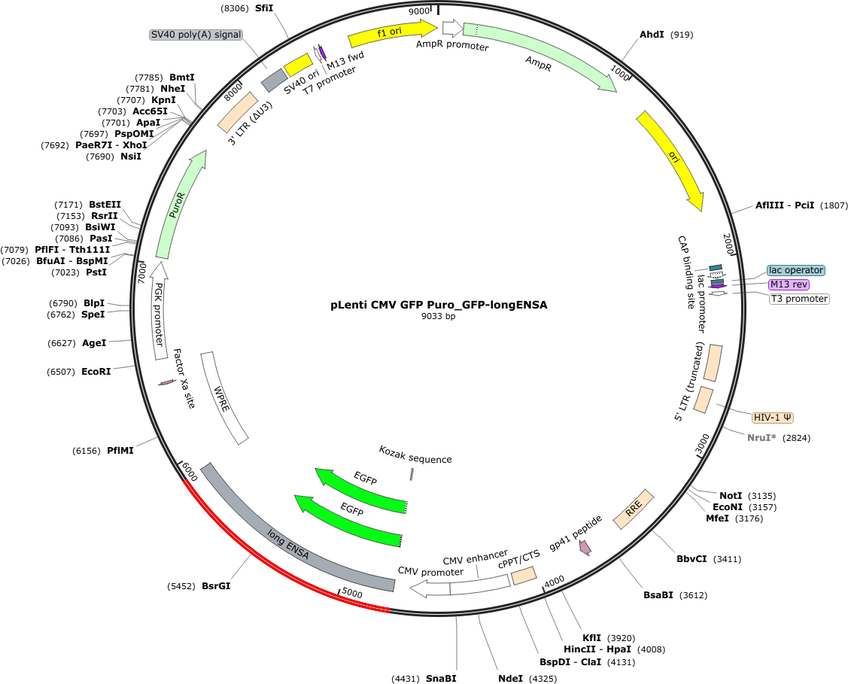 pLenti CMV GFP Puro_GFP-longENSA Map