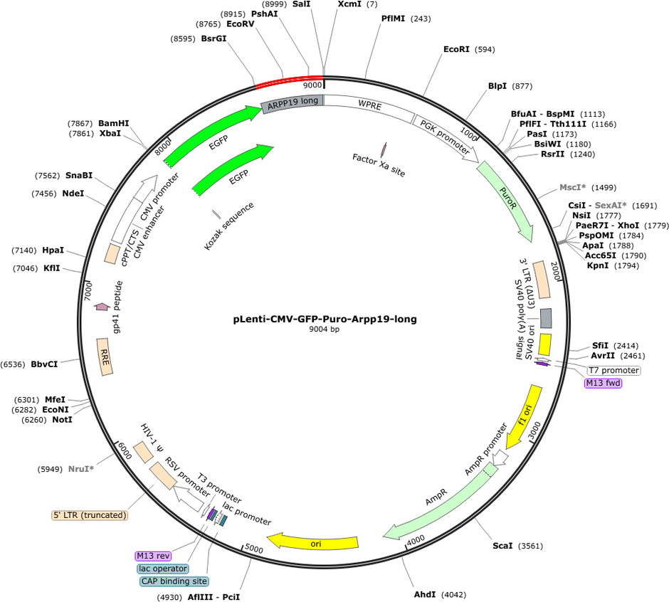 pLenti-CMV-GFP-Puro-Arpp19-long Map