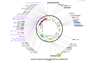 Author Map