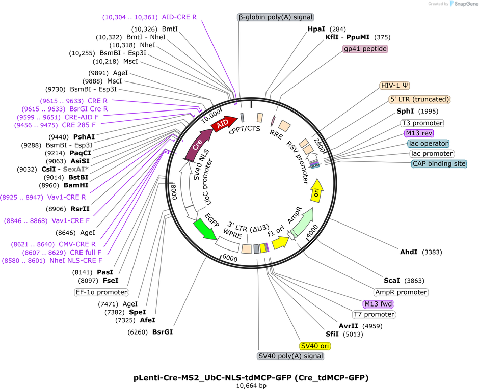 Author Map