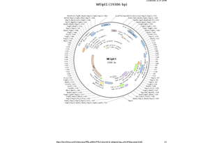 Author Map