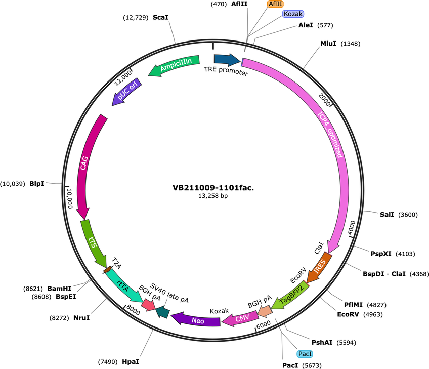 Author Map