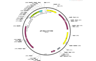 Author Map