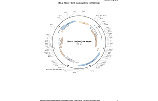 Author Map