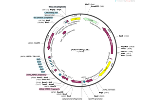 Author Map