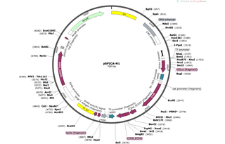 Author Map