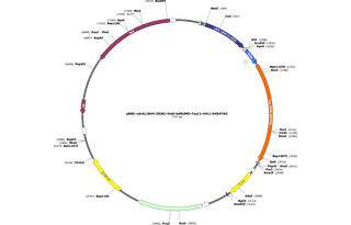 Author Map