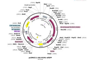 pcDNA3.1-HA-H1N1-sfGFP Map.png