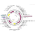 pcDNA3.1-HA-H1N1-sfGFP Map.png thumbnail