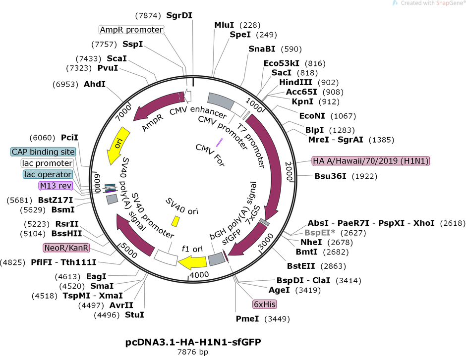 pcDNA3.1-HA-H1N1-sfGFP Map.png