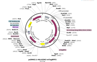 pcDNA3.1-HA-H3N2-mTagBFP2 Map.png