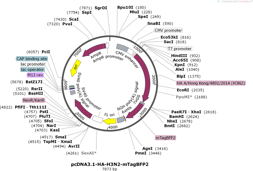pcDNA3.1-HA-H3N2-mTagBFP2 Map.png