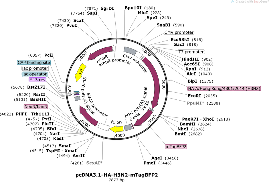 pcDNA3.1-HA-H3N2-mTagBFP2 Map.png