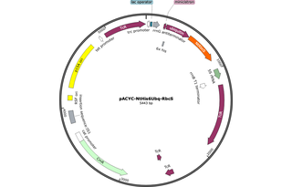 Author Map
