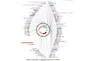 Author Map