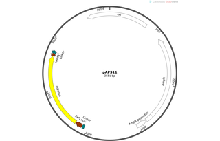 Author Map